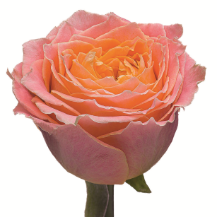 Луиза 50 Линия розы