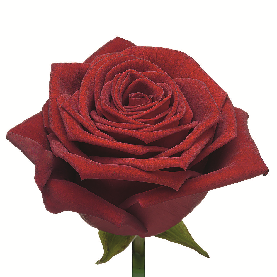 Ред Наоми 50 Линия розы
