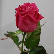Роза Космик 60 см ЦГ