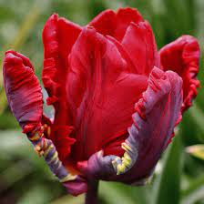 Тюльпан красный Rococo (попугайный)