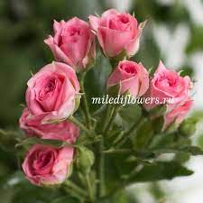 Роза Грация 30 кустовая