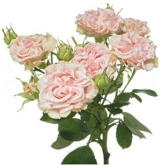 Роза  Свит Флау (кустовая) 70 см
