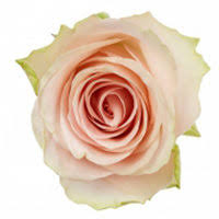роза Прима 50 см