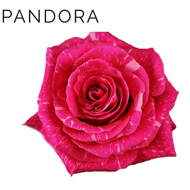 Роза Пандора 70 см