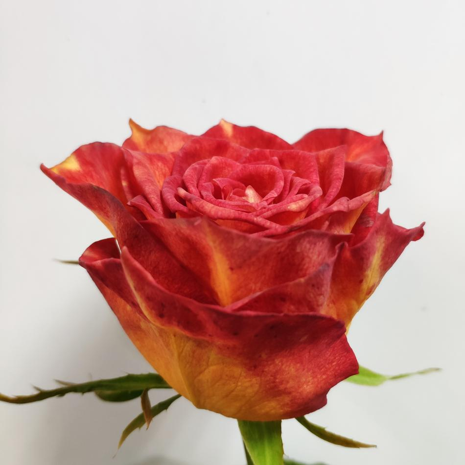 Роза Лампион 40см ЦГ