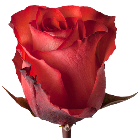 Роза Игуана 50