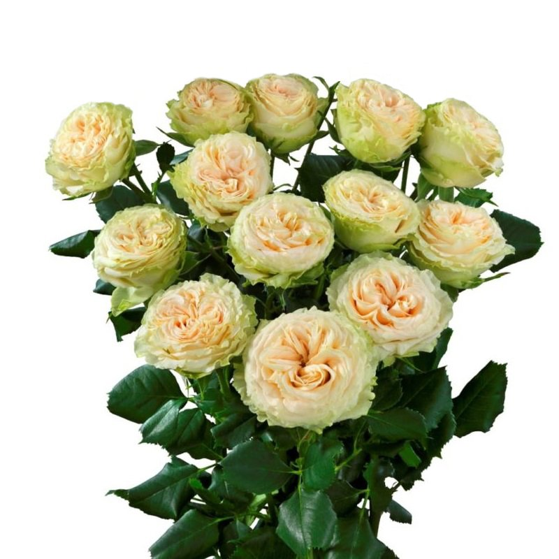 Роза Саммерозе 70 (кустовая)