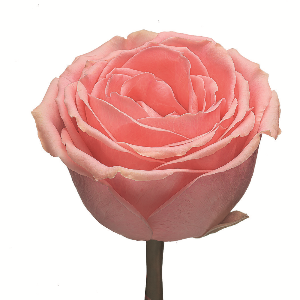 Софи Лорен 60 Линия розы