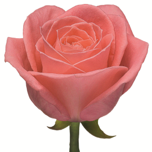 Карина 50 Линия розы