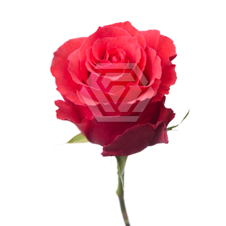 Роза Альтамира 60 cм Dali Tessa