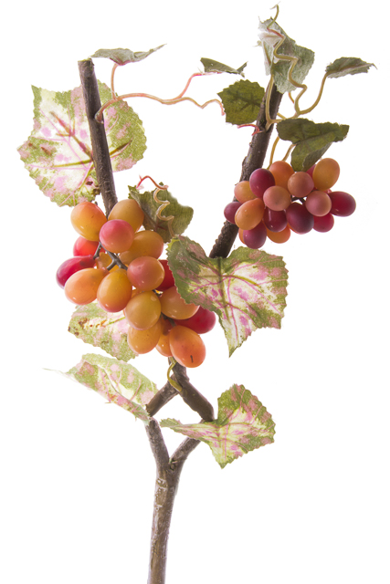 TC142202-1408, Лоза винограда, 75 см, 2056141904101
