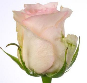 Роза Сеньёрита 60 (Кустовая)