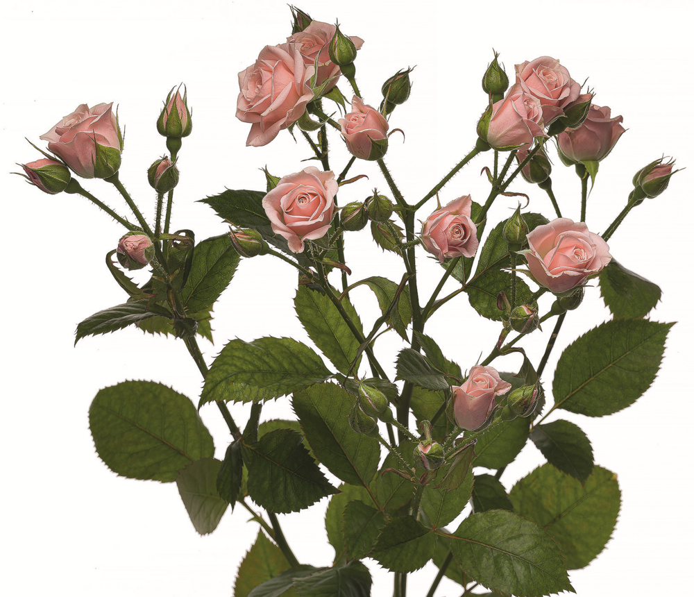 Лидия 60 (спрей) Линия розы