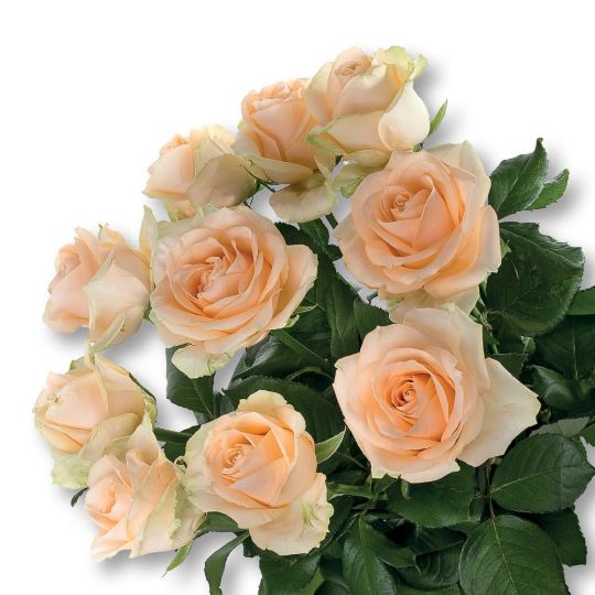 Роза Аваланж Пич 60см Цветочный экспресс