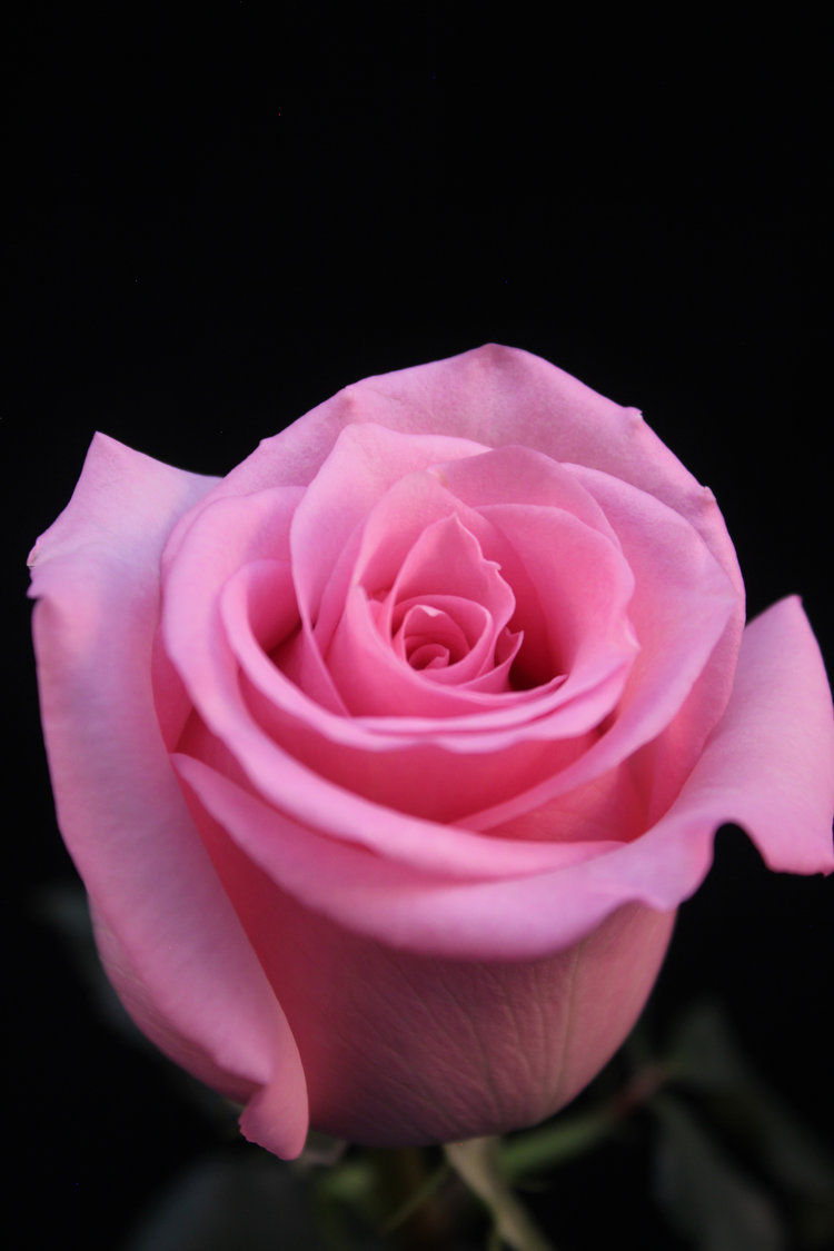 Роза джессика фото эквадор