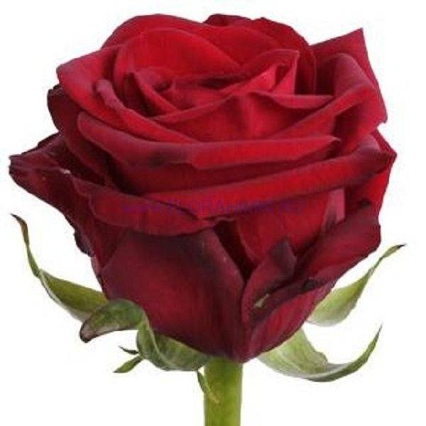 Роза Ред Наоми 50 см