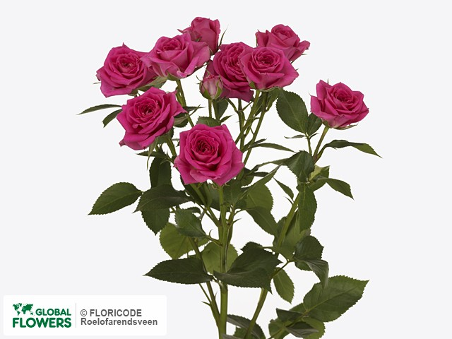 Роза Тесса 60 (кустовая)