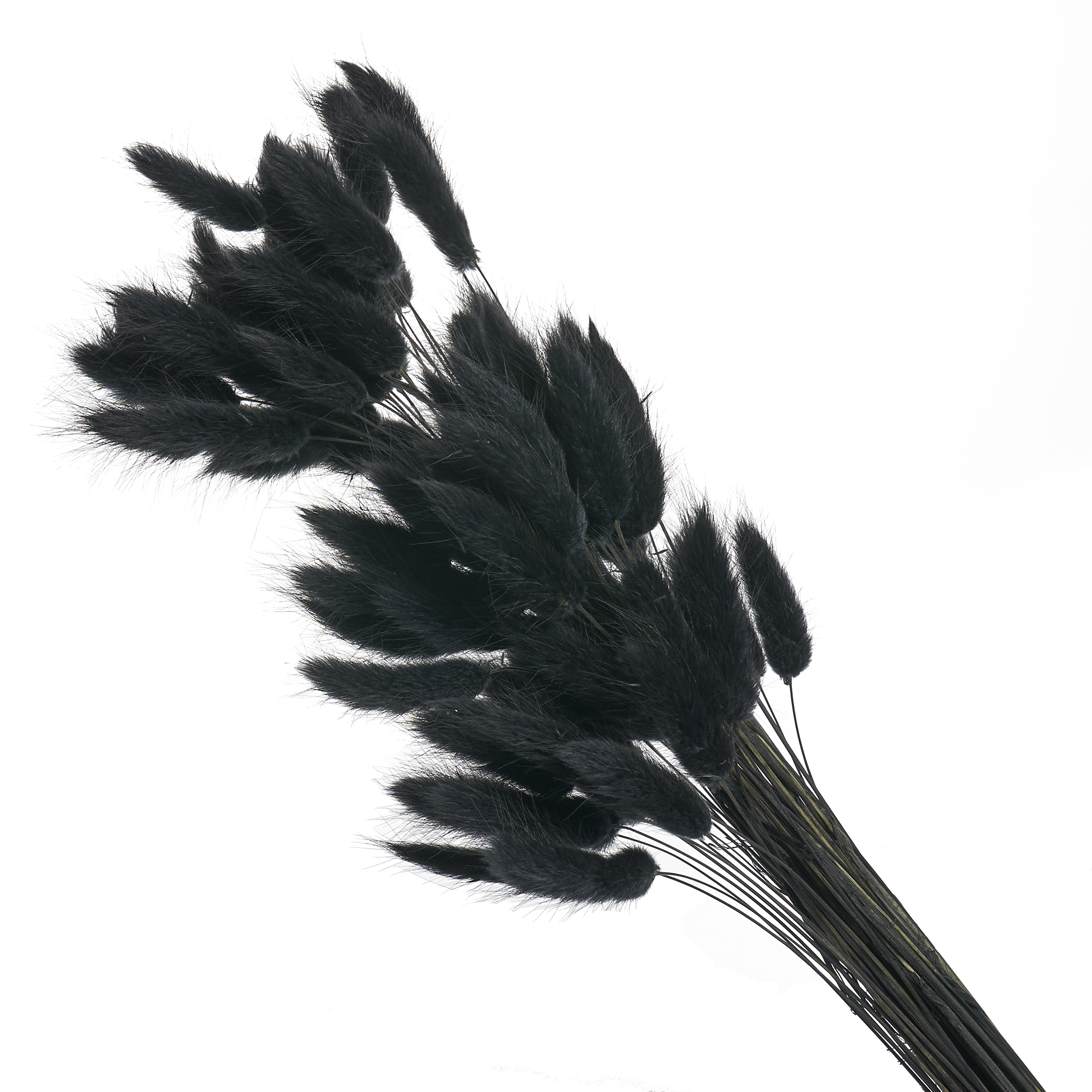 Сухоцвет "Лагурус", (60 веток в пачке), цв. черный, 4640171727571