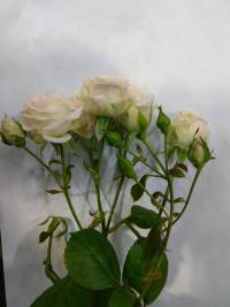 Роза Ангелина 50 см кустовая Чеховский Сад