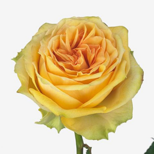 Роза Лемон Финес 70 см Чеховский сад
