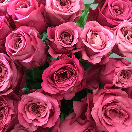 Роза Дали 70см Цветочный Экспресс