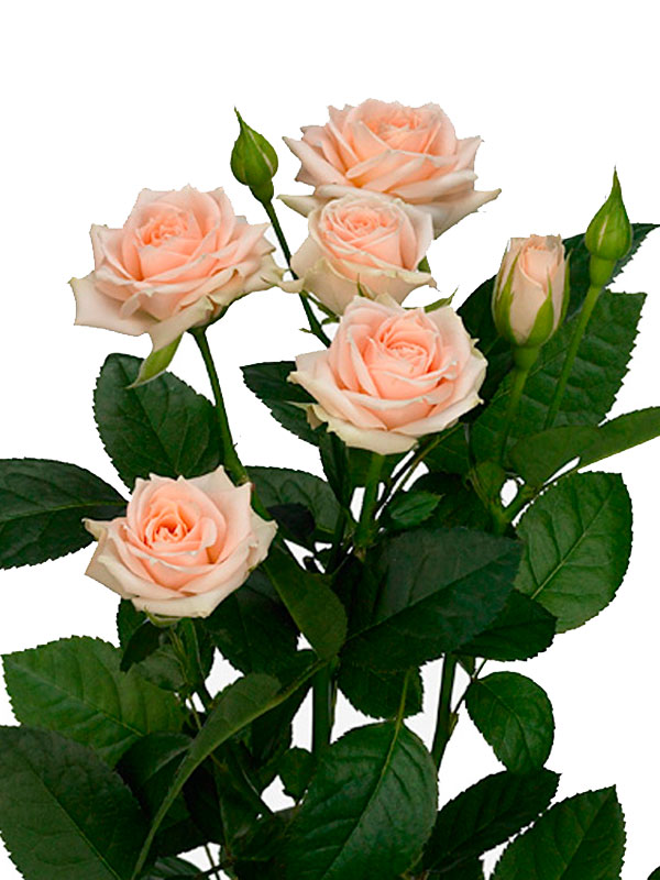 Сорт розы джамиля фото и описание
