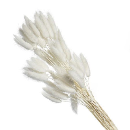 Сухоцвет "Лагурус", (60 веток в пачке), цв. белый, 4640171727557
