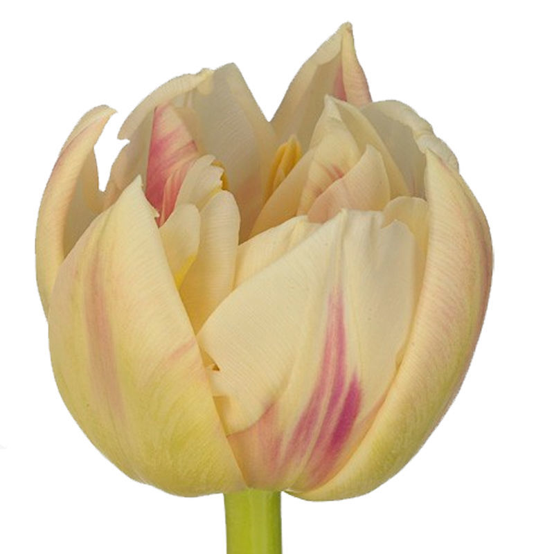 Тюльпан розово-кремовый Flaming margarita (пионовидный)