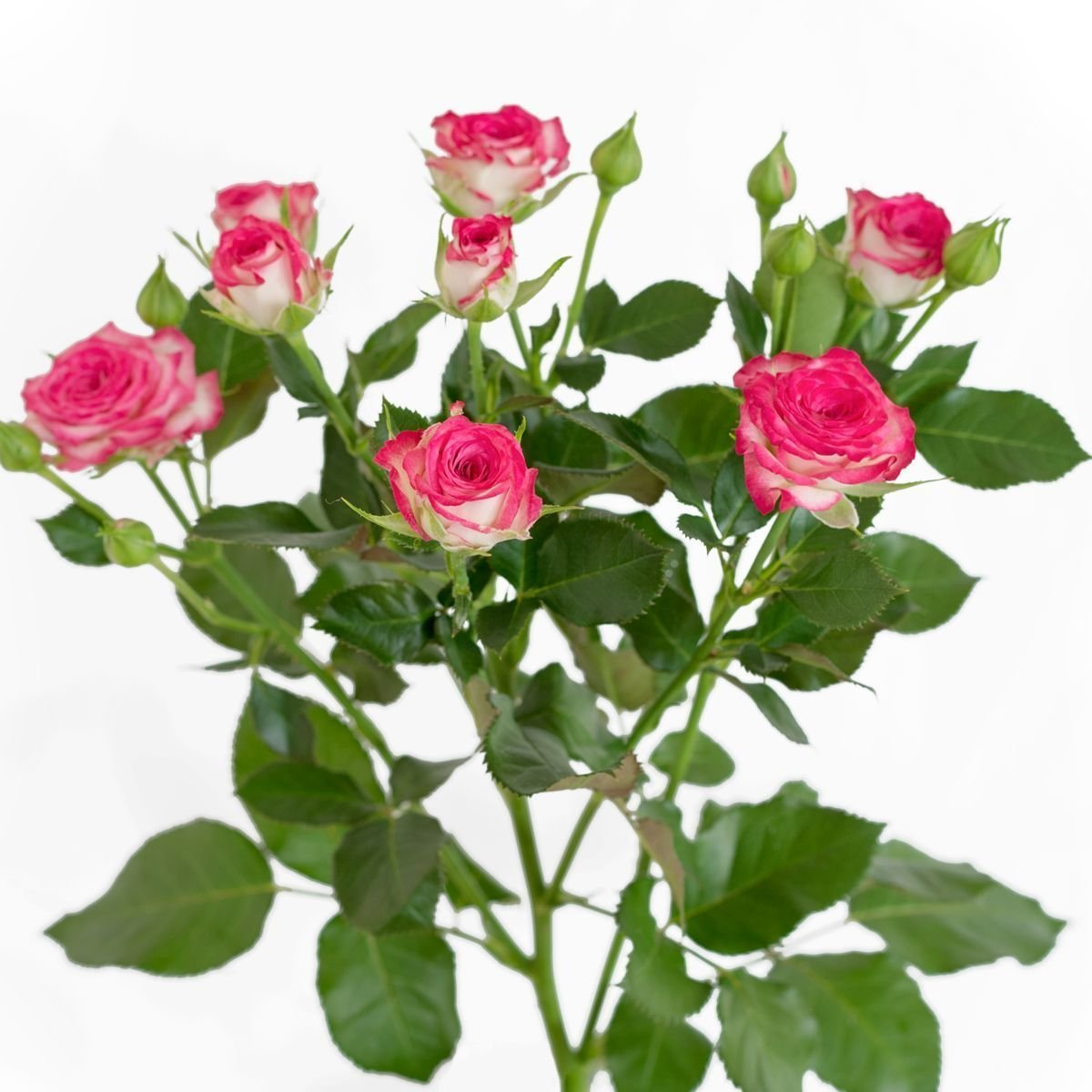 Роза Хейли 55(кустовая)