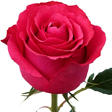 Роза Альтамира 60 см