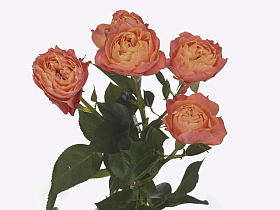 Роза Ла Мандарина 50 (кустовая)