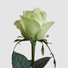 Роза Мунстоун 70 см