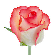 Роза Джумилия 60 см