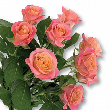 Роза Мисс Пигги 50см Цветочный Экспресс