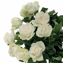 Роза Аваланж 60см Цветочный Экспресс
