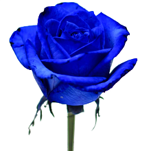 Роза Вендела синяя 70