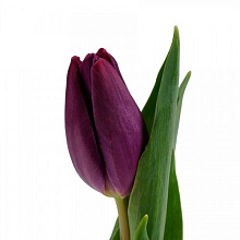 Тюльпан Россия фиолетовый