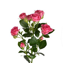 Роза Грация 60 кустовая ЦГ
