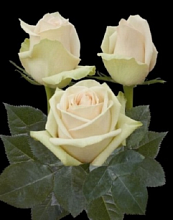 Роза Лаперла 70 см