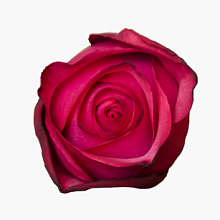 Роза Лола 90 см