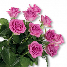 Роза Аква 60см Цветочный экспресс