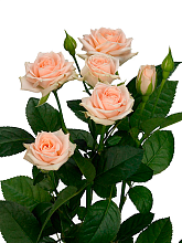 Роза  Крем Иришка 60 (кустовая)